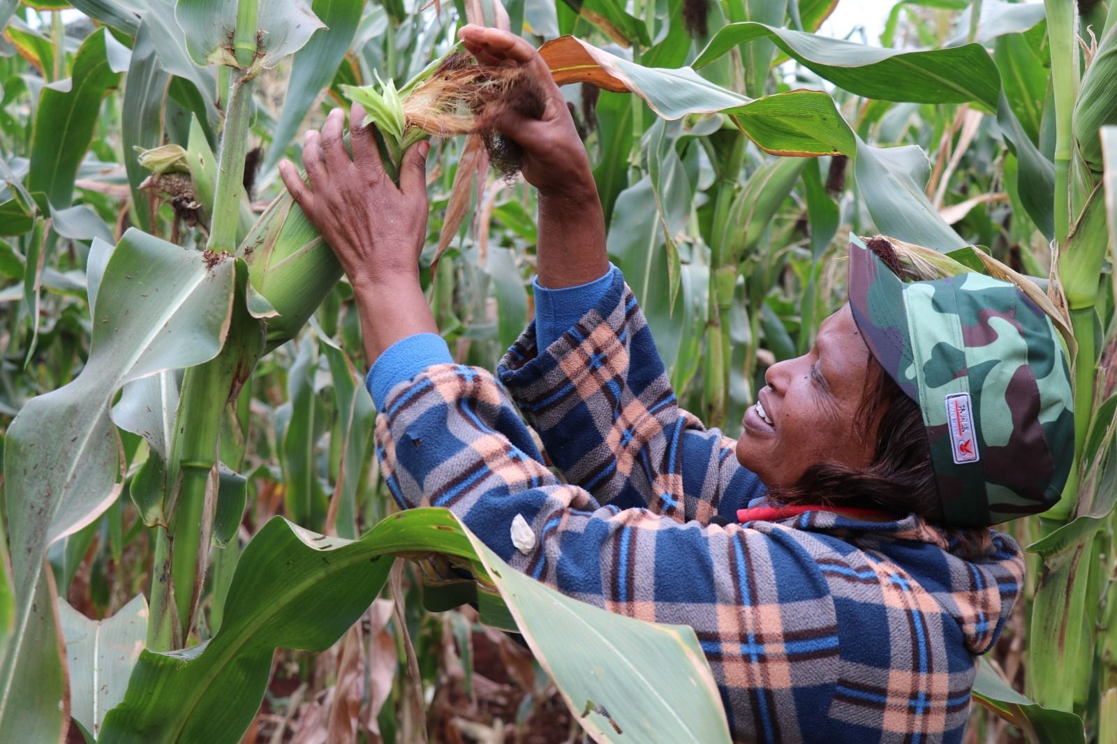 Agriculture, Livestock & Irrigation