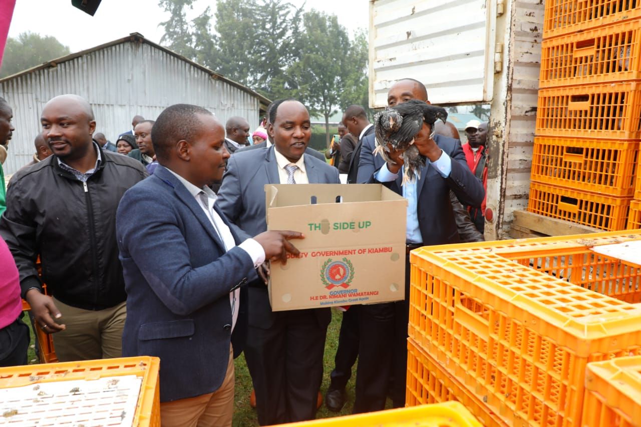 Distribution of 1 month old kienyeji chicks