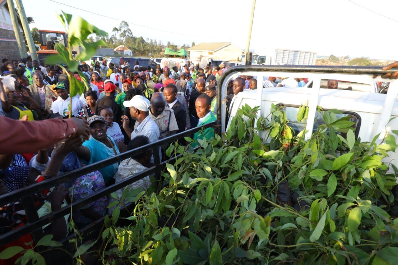 Distribution of Hass Avocado Seedlings