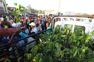 Distribution of Hass Avocado Seedlings