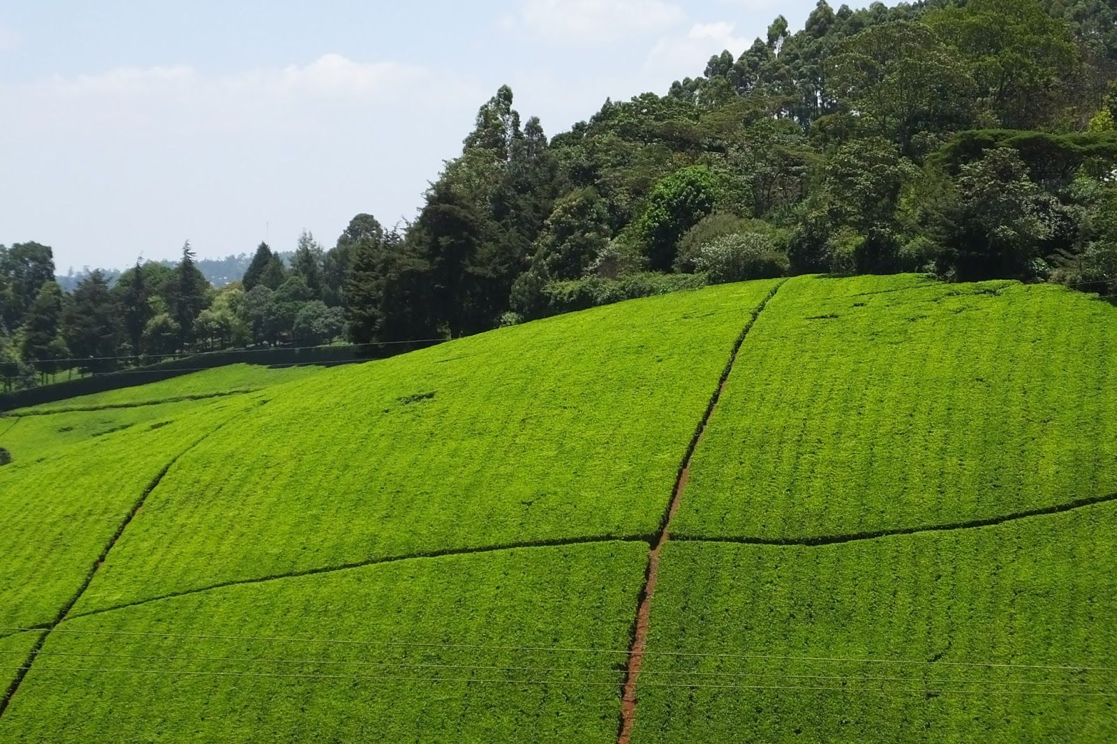 Limuru